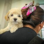 Exitosa esterilización masiva de mascotas en Jerécuaro