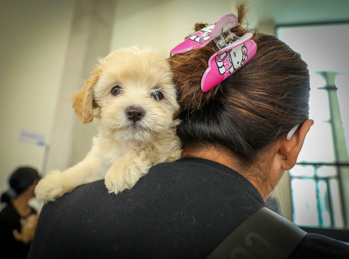 Hospital de Mascotas León 450, referente nacional en atención veterinaria
