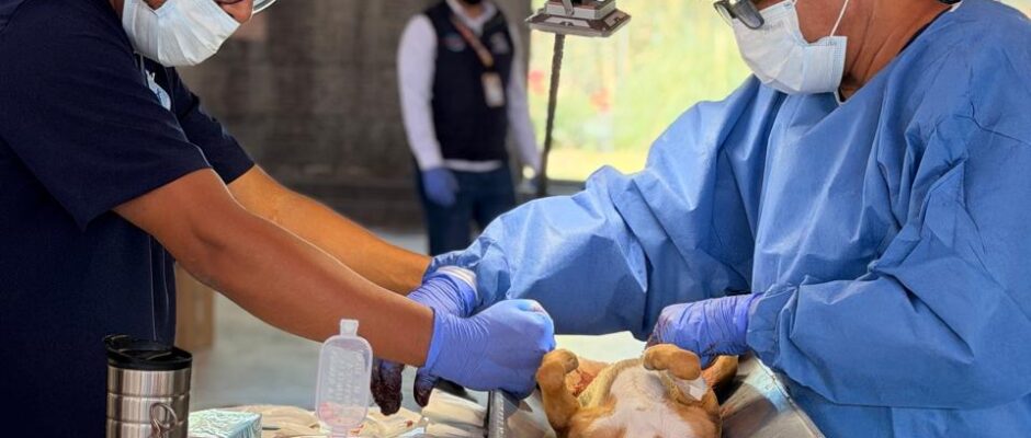 esterilización masiva canina y felina