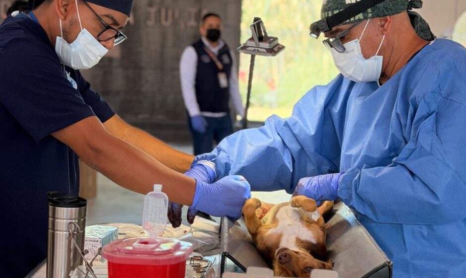 esterilización masiva canina y felina