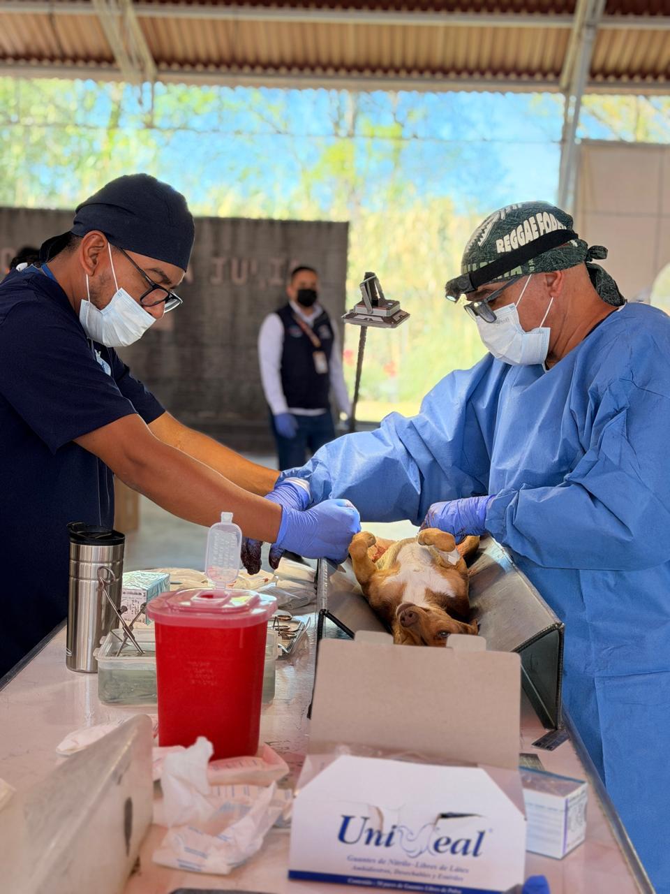 Exitosa esterilización masiva de mascotas en Jerécuaro