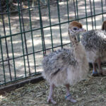 Escuadrón Antiextorsión localiza víctima de secuestro virtual en San Felipe