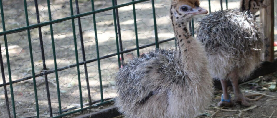 Nacimiento de cuatro avestruces en ZooLeón