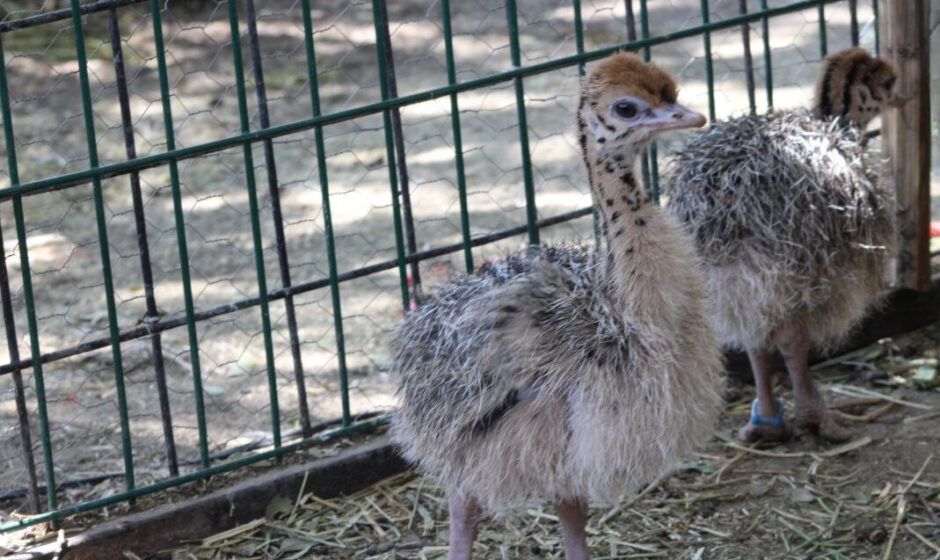 Nacimiento de cuatro avestruces en ZooLeón