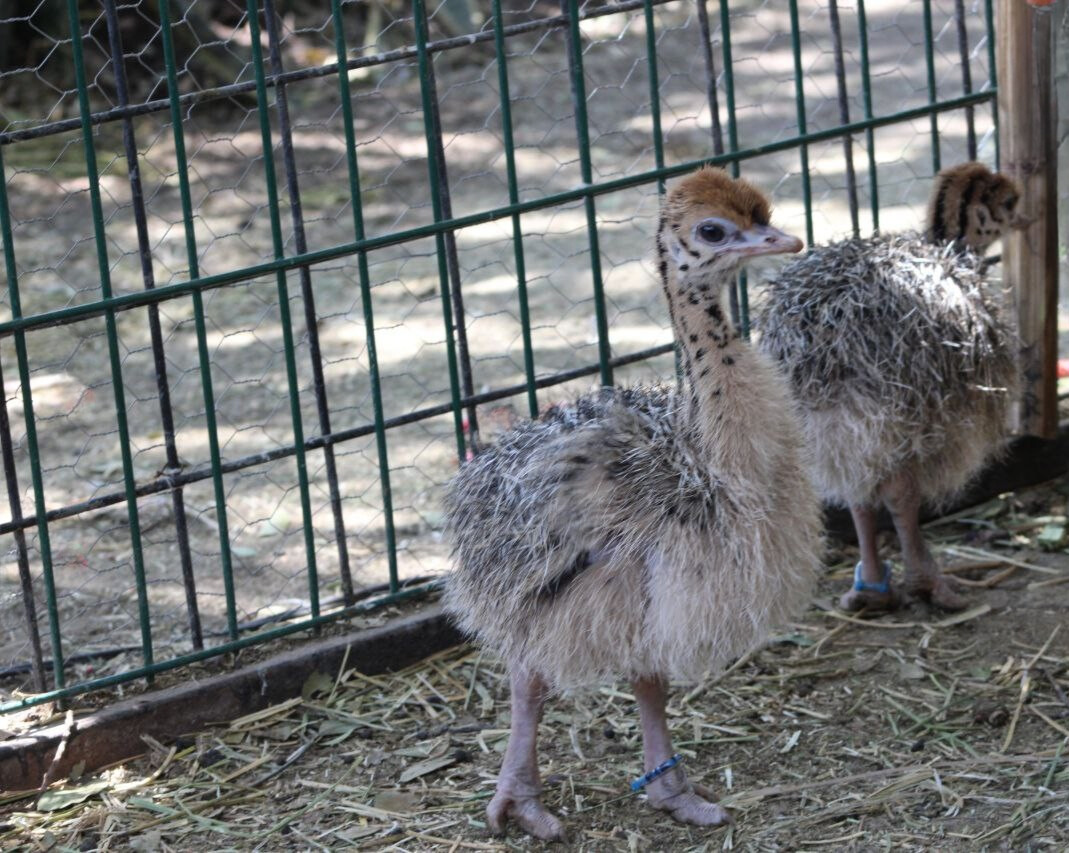 Nacen cuatro avestruces en ZooLeón, símbolo de vida y conservación